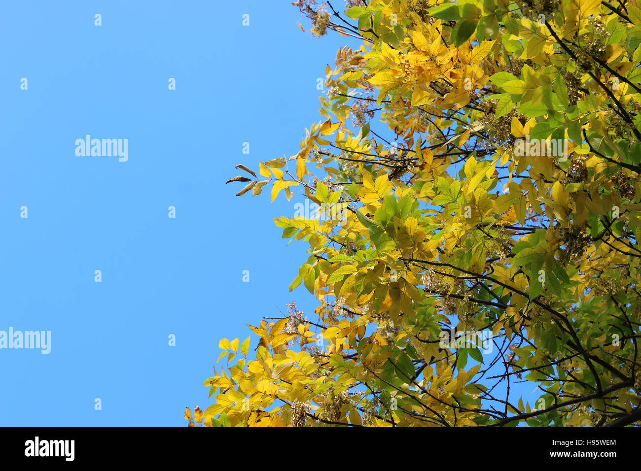leaves on sky background Stock Photo - Alamy