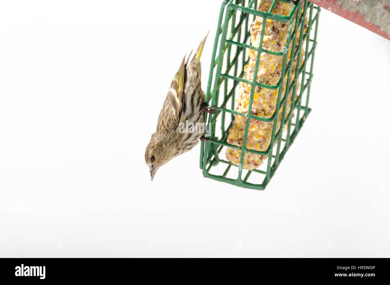 Pine Siskin finch (Carduelis pinus) - in springtime, upside down on a suet feeder. Stock Photo