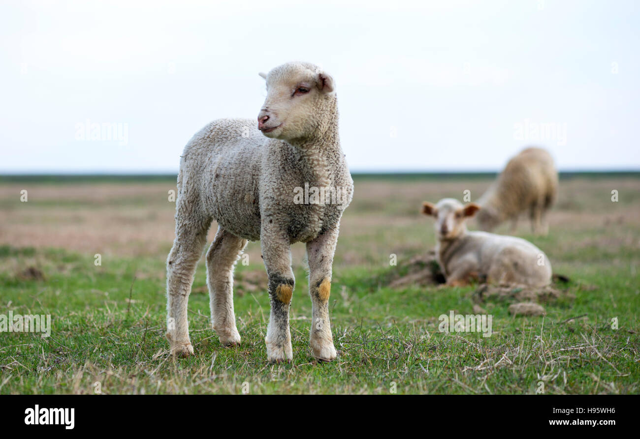 little lamb in the pasture Stock Photo