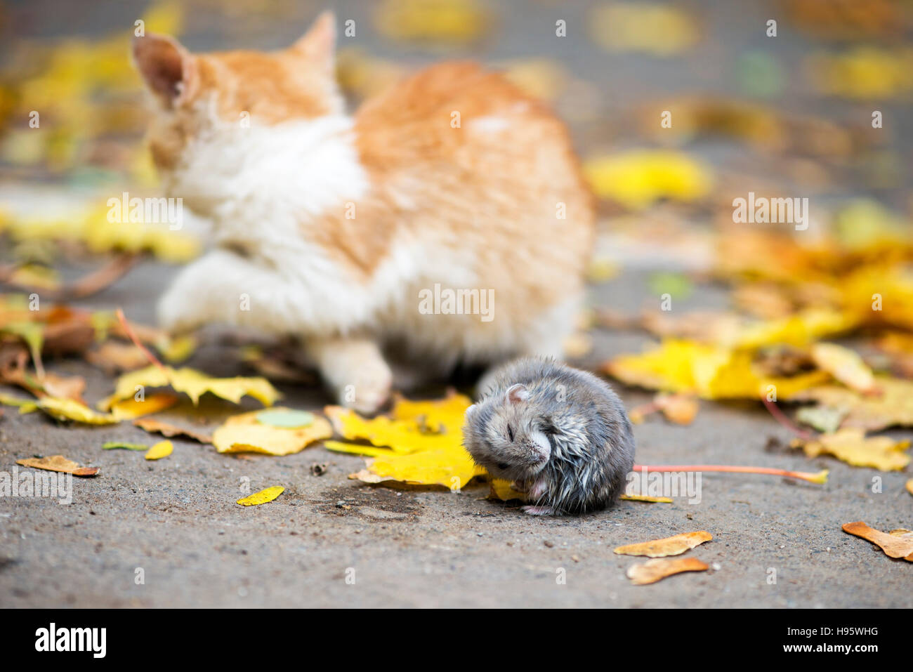 Game of cat and mouse Stock Photo Alamy