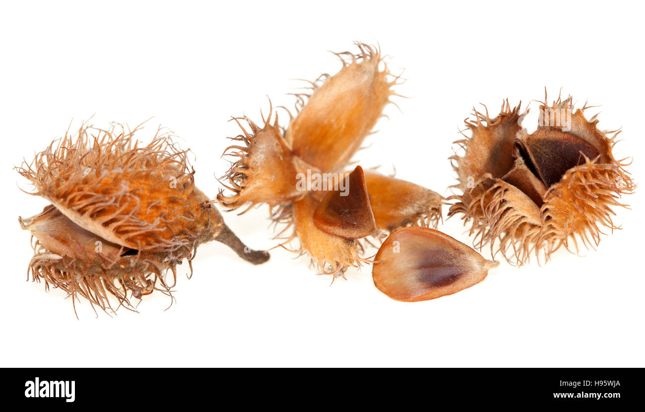 spilled seed with beech  fruit on white background Stock Photo