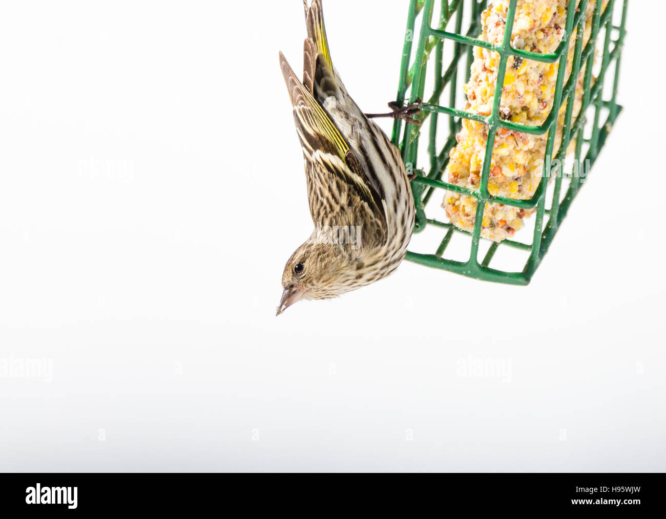 Pine Siskin finch (Carduelis pinus) - in springtime, upside down on a suet feeder. Stock Photo