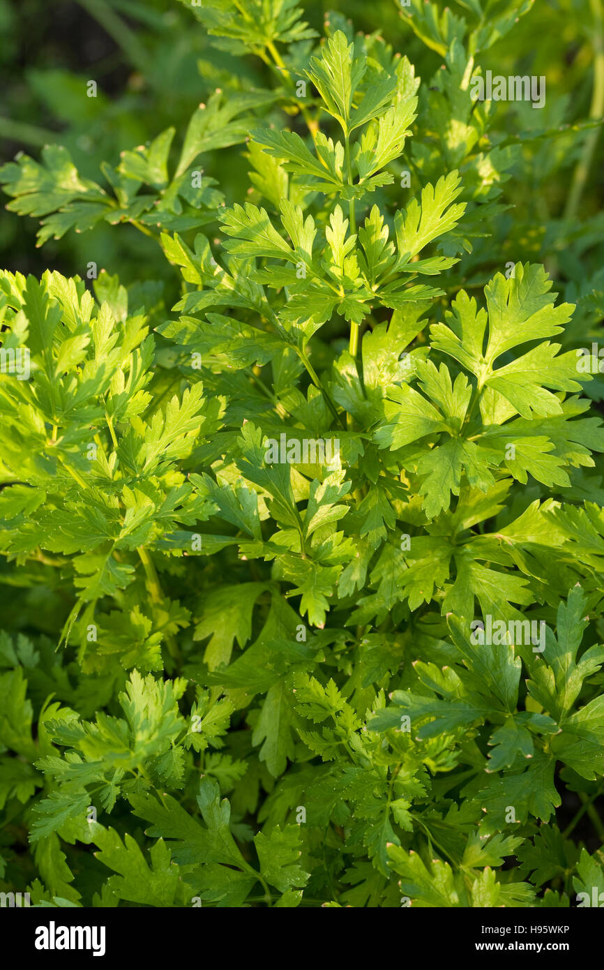 cluster green parsley (Petroselinum crispum) as background Stock Photo