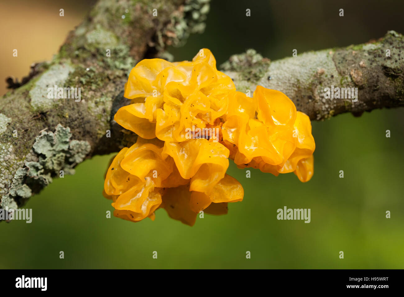 fungi with yellow gelatinous sporophores on branch Stock Photo Alamy