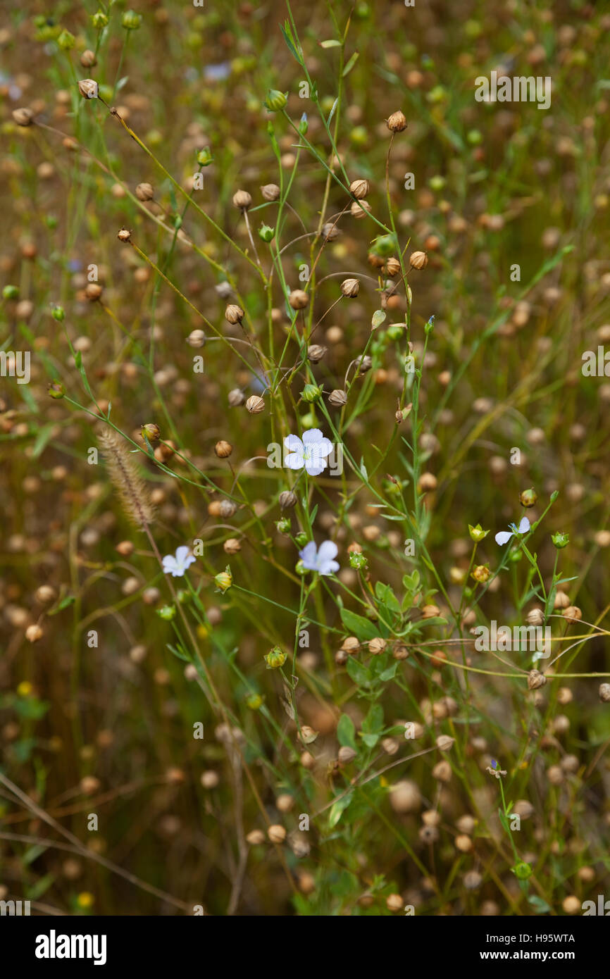 flax seeds and flowers (Linum) on field Stock Photo