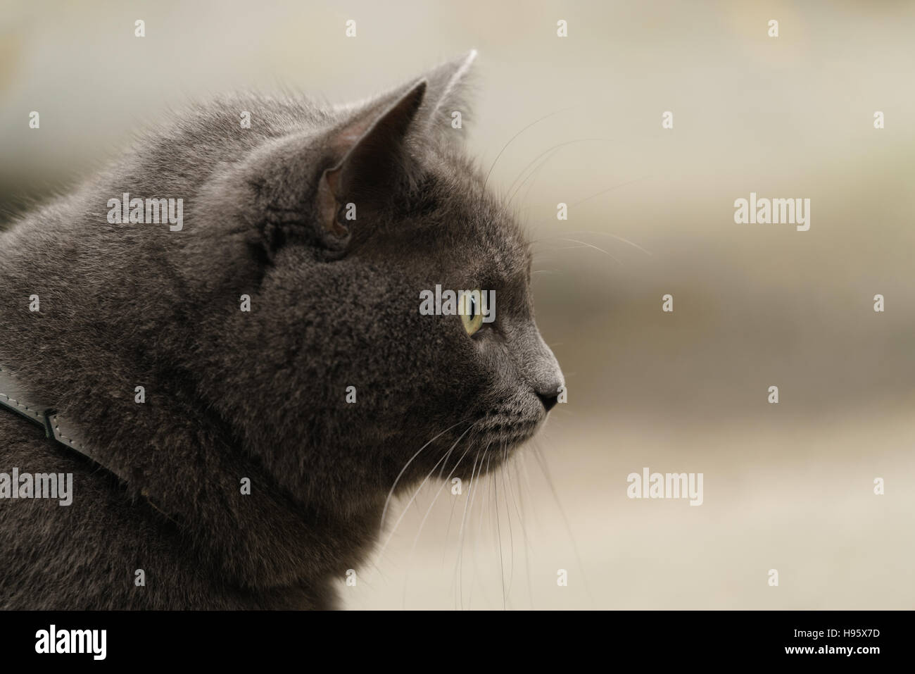 gray cat siting outdoors cold weather Stock Photo