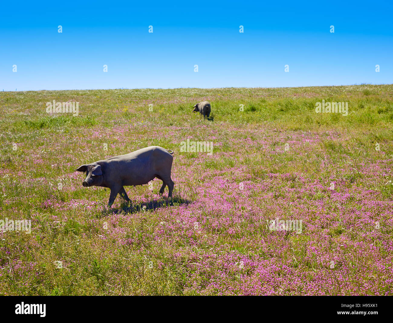Cerdo iberico iberian pork in Dehesa Grasslands of Spain Stock Photo