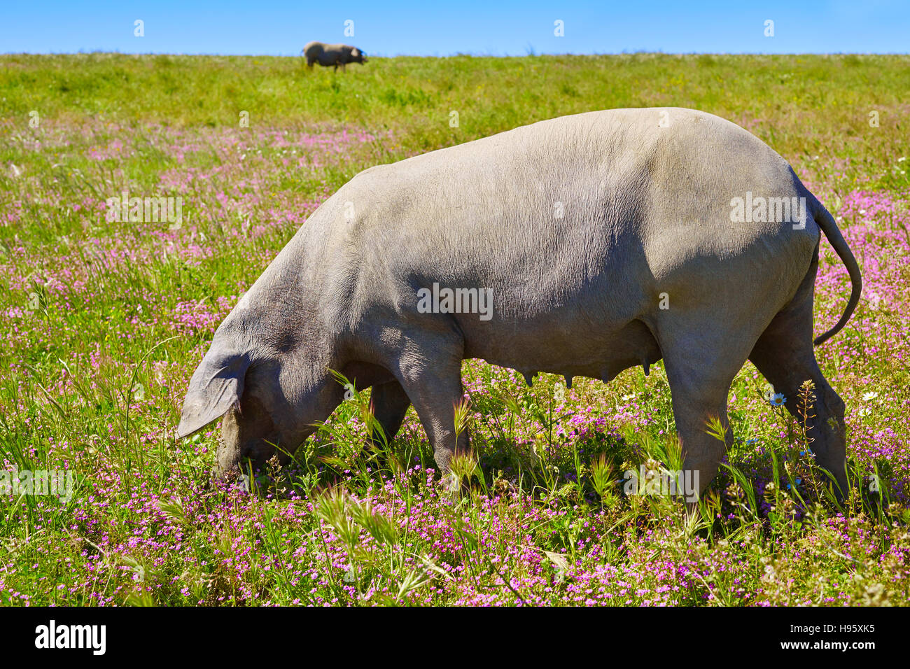 Cerdo iberico iberian pork in Dehesa Grasslands of Spain Stock Photo