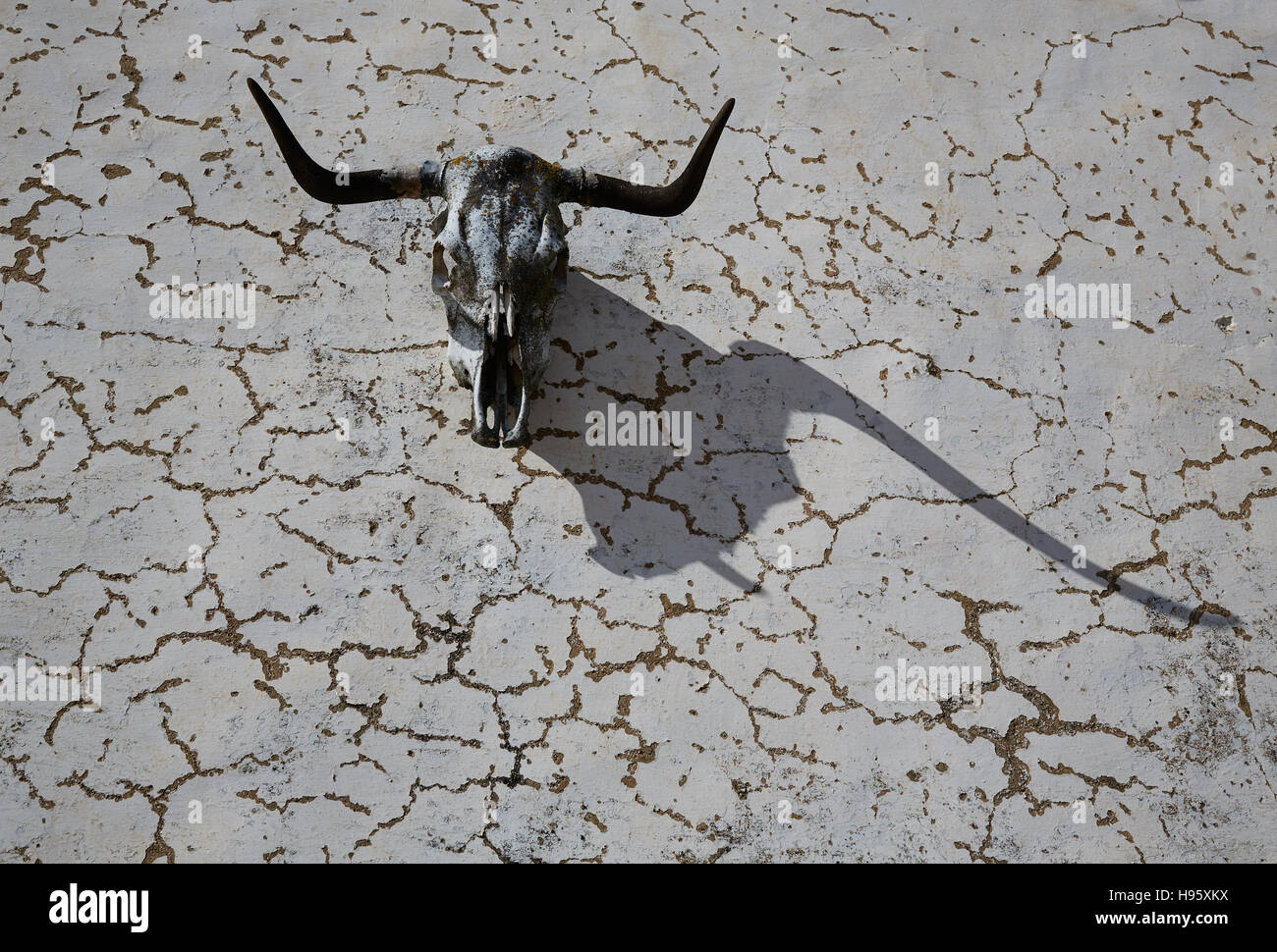 Bull head horns skeleton in a wall with shadow Stock Photo