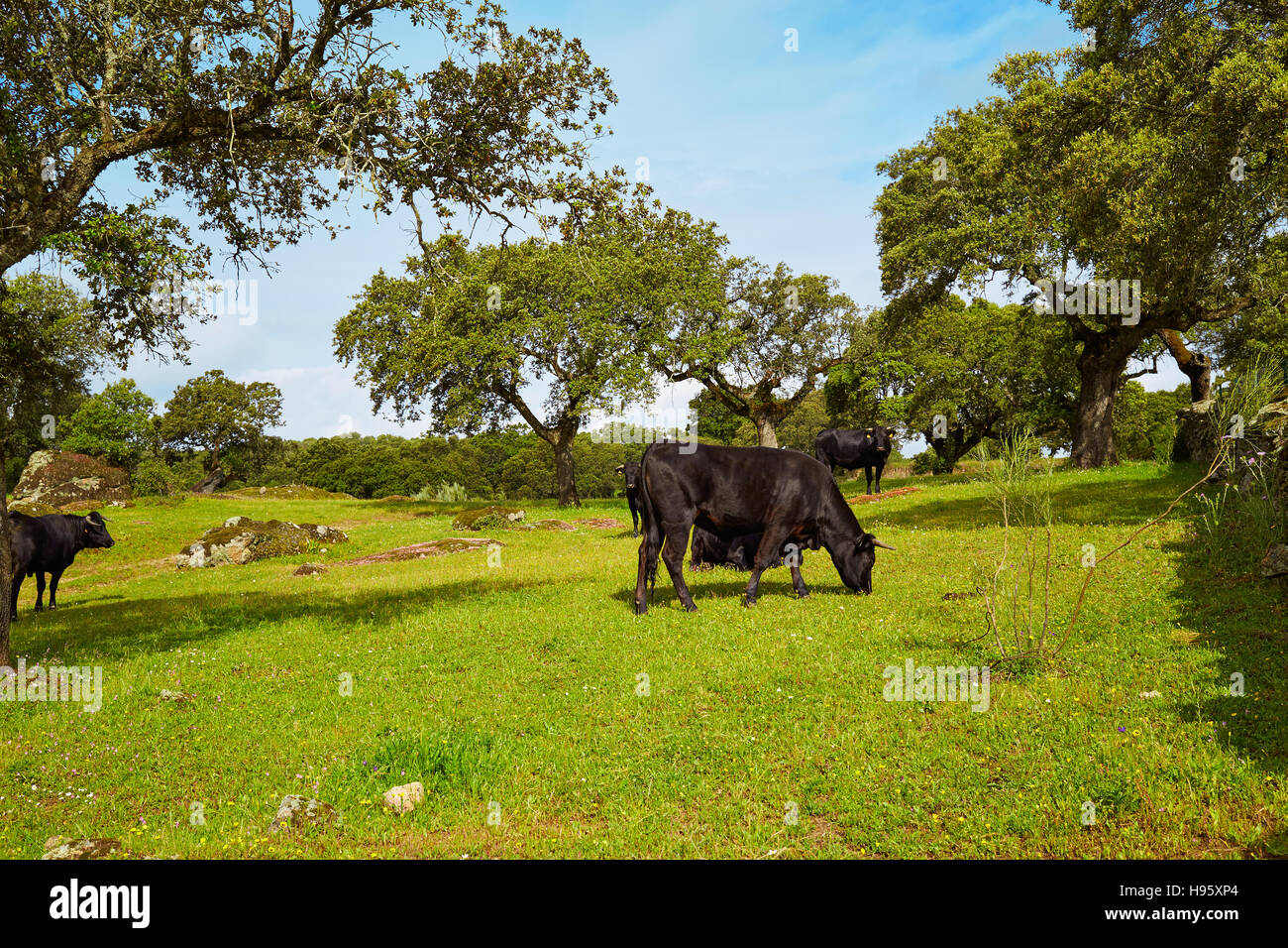 fighting bull grazing in Extremadura dehesa grasslands along Via de la Plata way of Spain Stock Photo