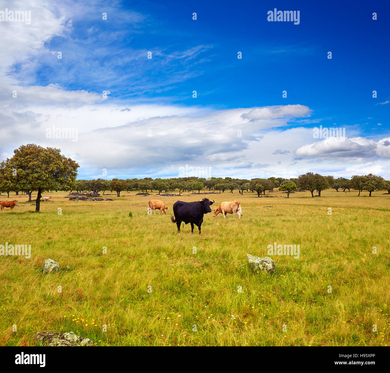 fighting bull grazing in Extremadura dehesa grasslands along Via de la Plata way of Spain Stock Photo