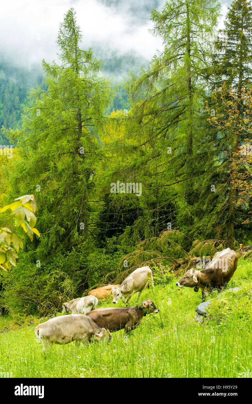 Cows are grazing on a meadow in a forest scene. Mountain landscape ...