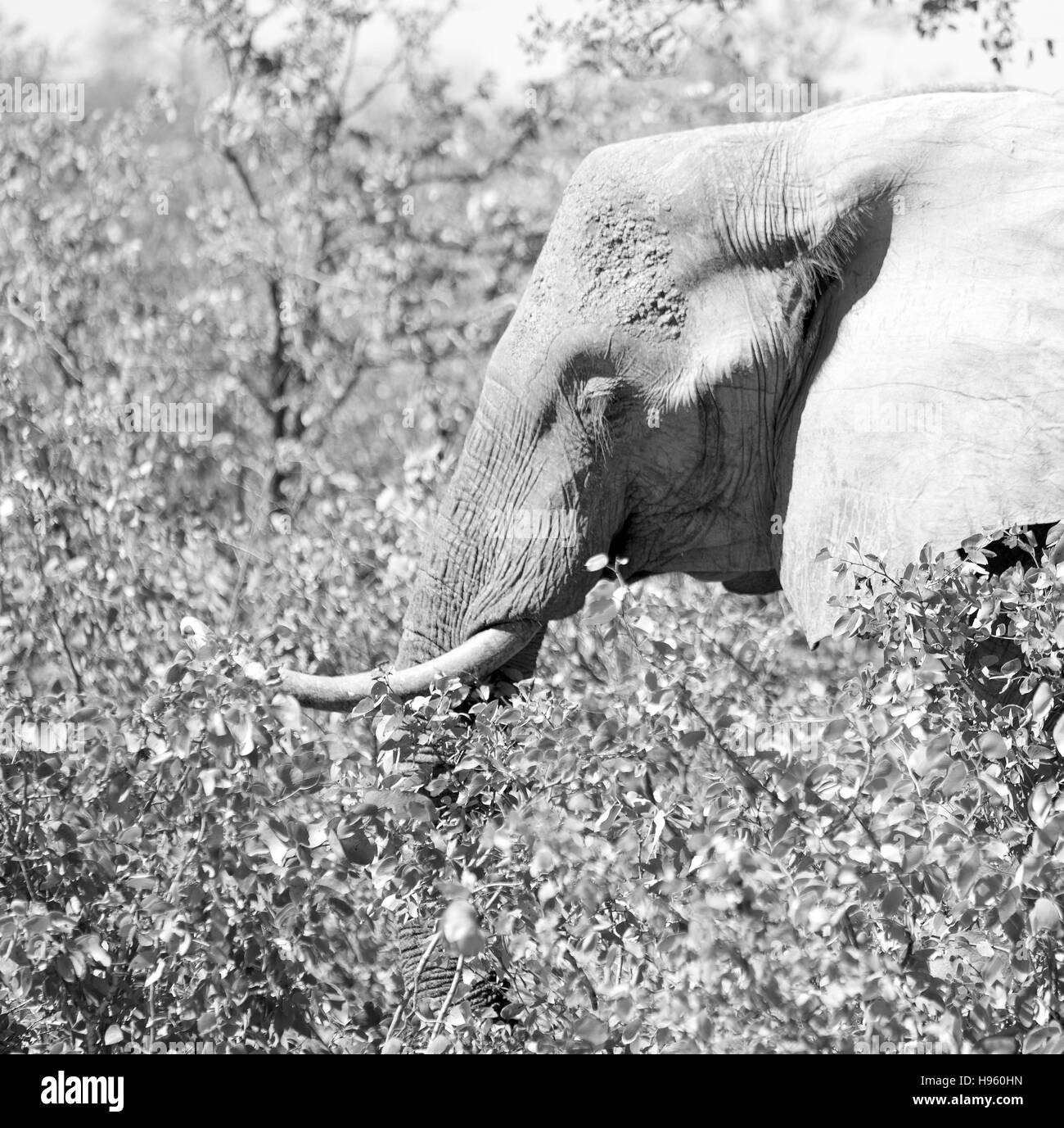 blur in south africa kruger wildlife nature reserve and wild elephant Stock Photo Alamy