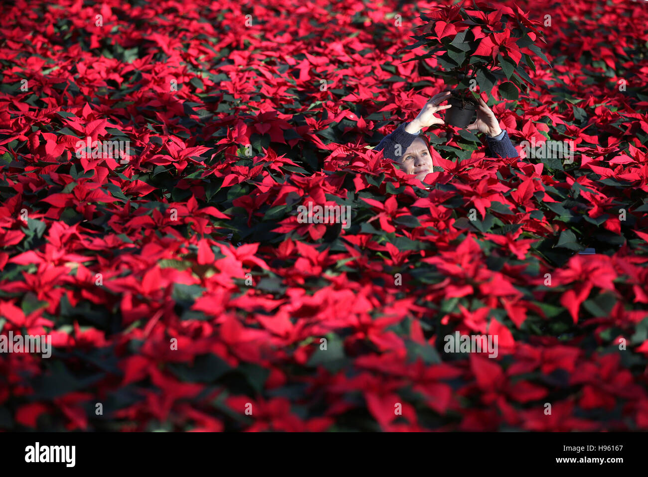 Edite Gailite, an employee at the Pentland Plants garden centre in Loanhead, Midlothian, prepares Poinsettia plants ready to be dispatched for the Christmas season. Stock Photo