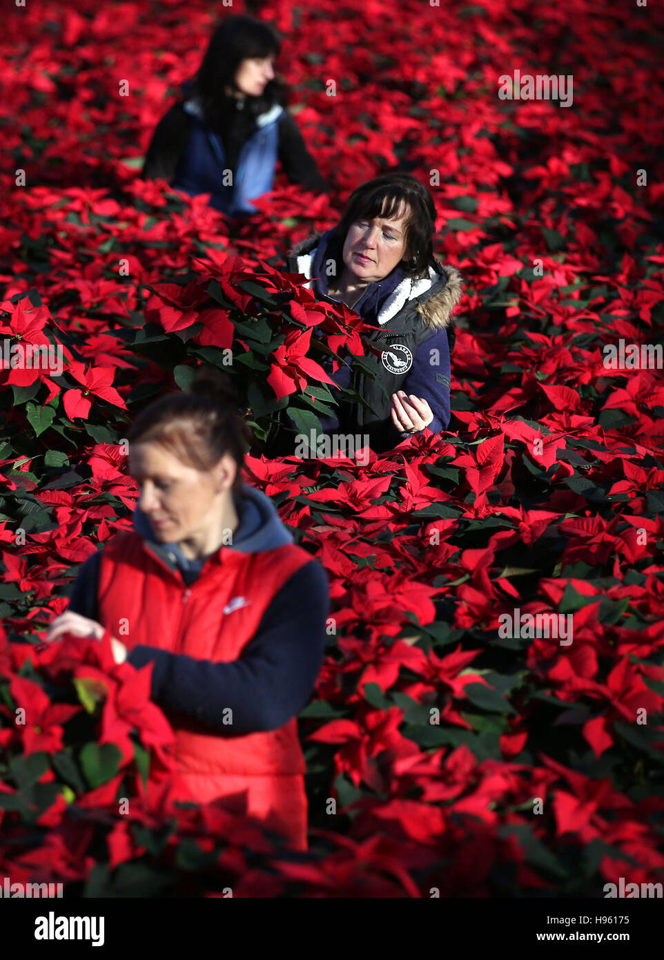 Employees at the Pentland Plants garden centre in Loanhead, Midlothian, prepares Poinsettia plants ready to be dispatched for the Christmas season. Stock Photo