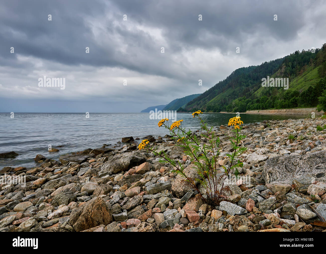 Single flowering tansy on stone shore of Lake Baikal. July. Irkutsk region. Eastern Siberia. Russia Stock Photo