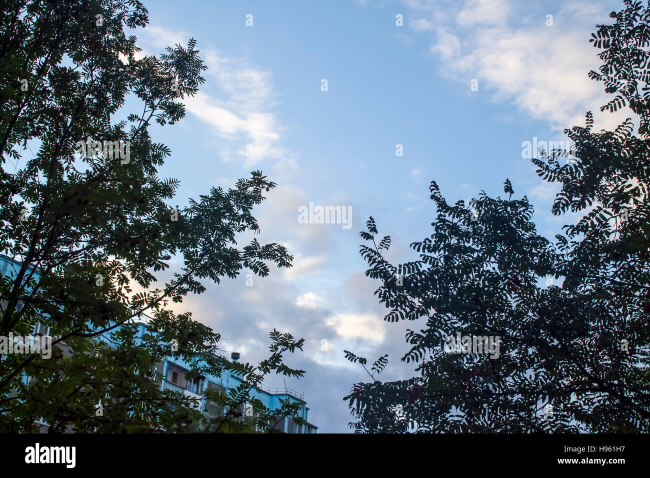 beautiful trees on sky background Stock Photo - Alamy