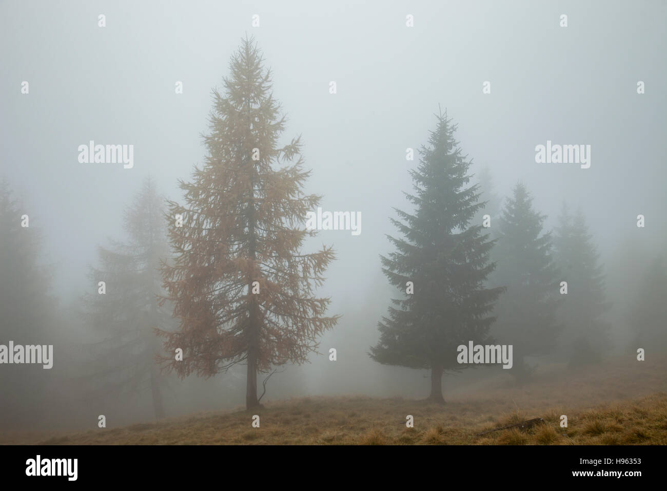 Foggy morning near Sauris di Sopra, Udine province, Italy. Dolomites. Stock Photo