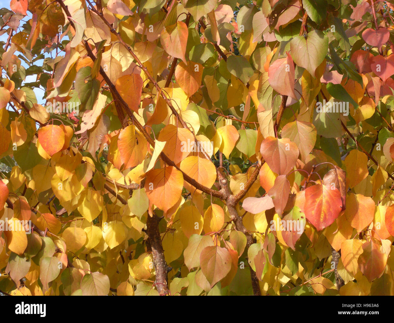 Trees leaves hi-res stock photography and images - Alamy