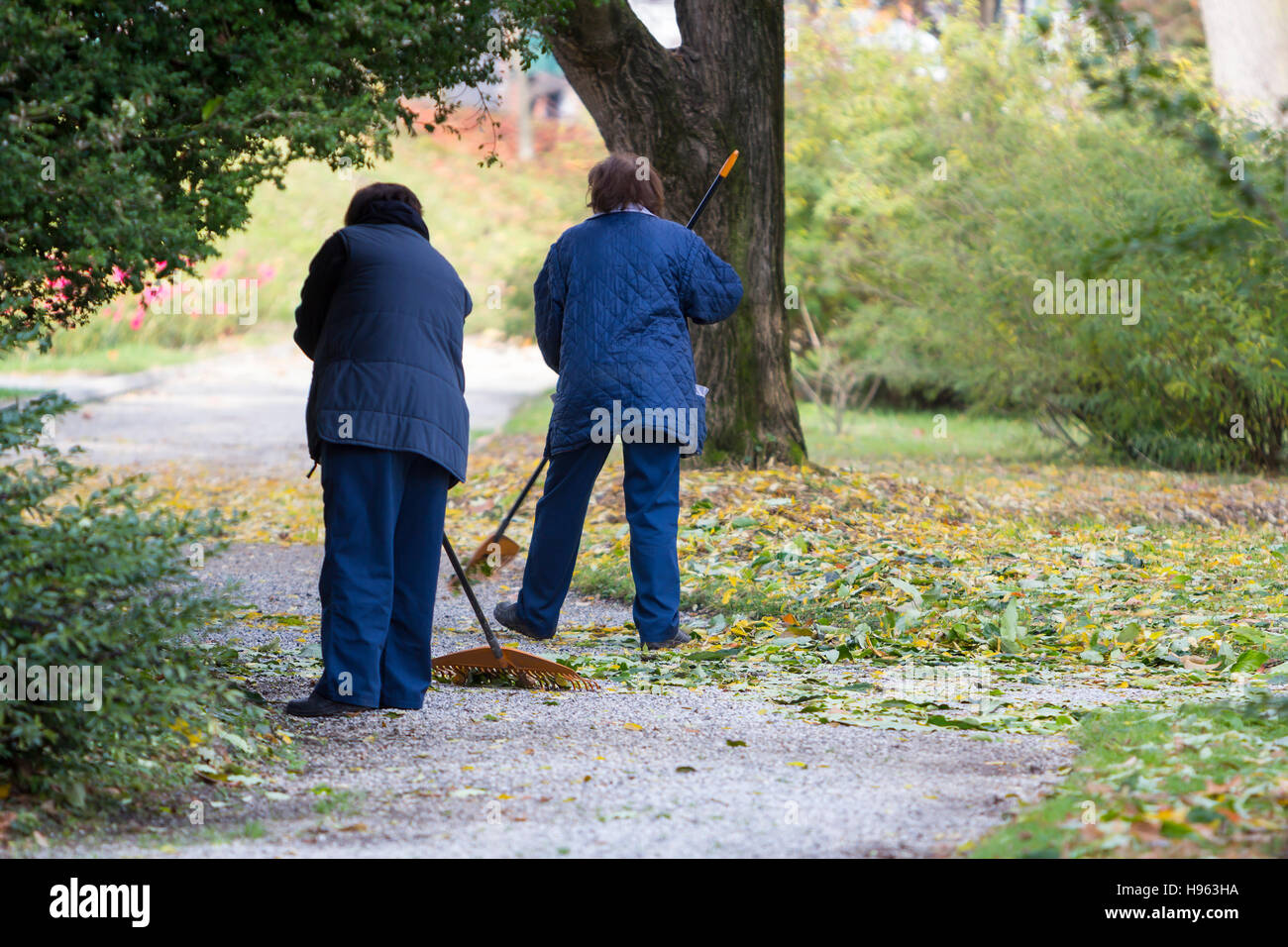 Women Gardener raking fall leaves in city park Stock Photo