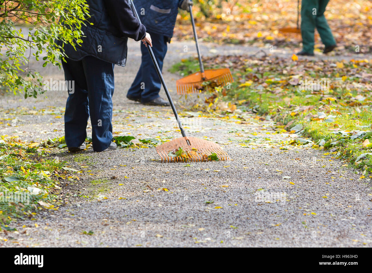 Women Gardener raking fall leaves in city park Stock Photo