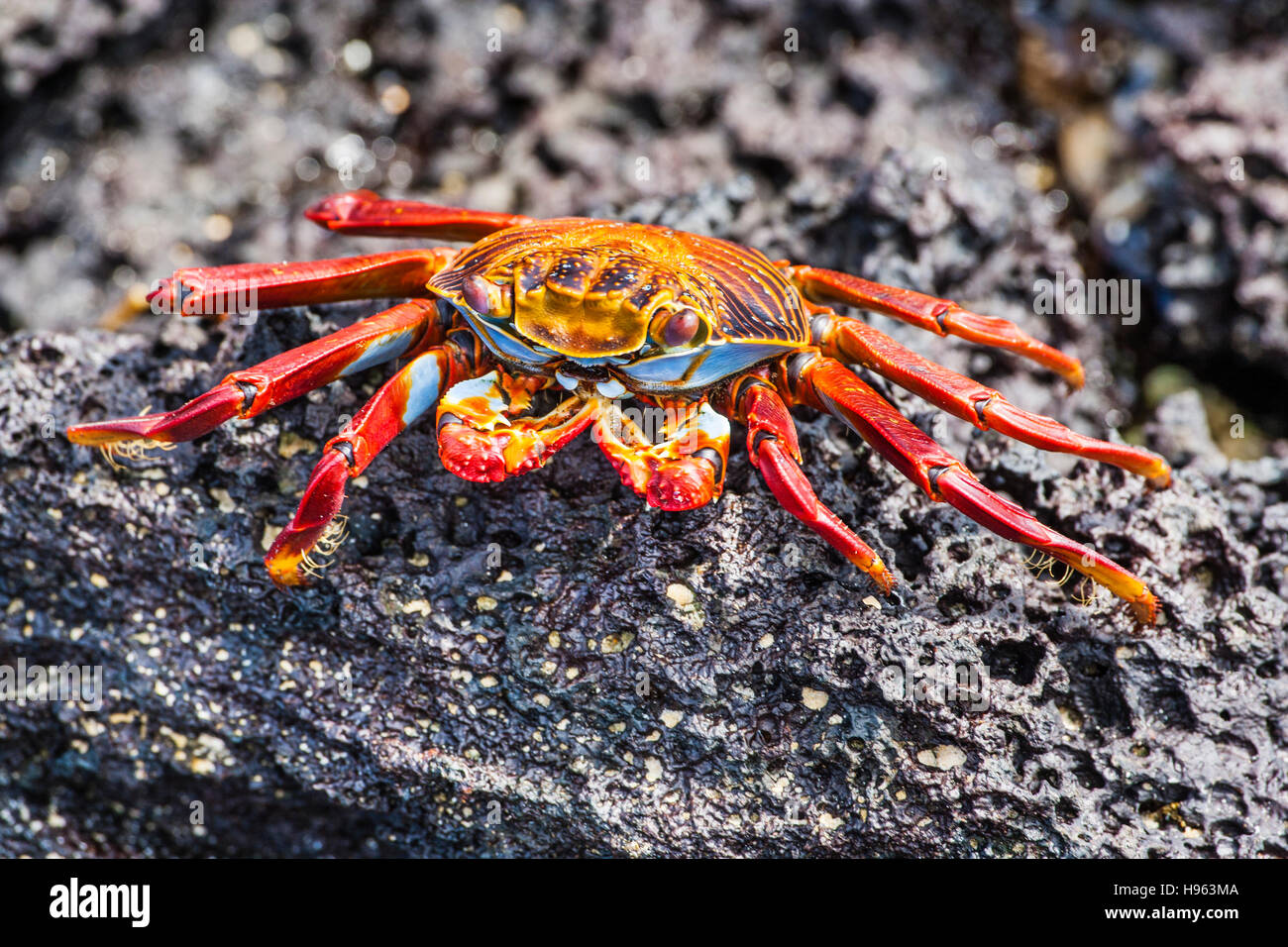 Ecuador, Galápagos Islands, Isla Santa Maria (Floreana) Sally Lightfoot Crab (Grapsus grapsus) at Punta Cormorán Stock Photo