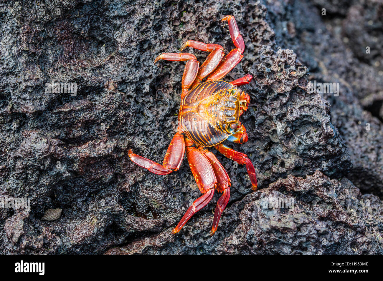 Ecuador, Galápagos Islands, Isla Santa Maria (Floreana) Sally Lightfoot Crab (Grapsus grapsus) at Punta Cormorán Stock Photo