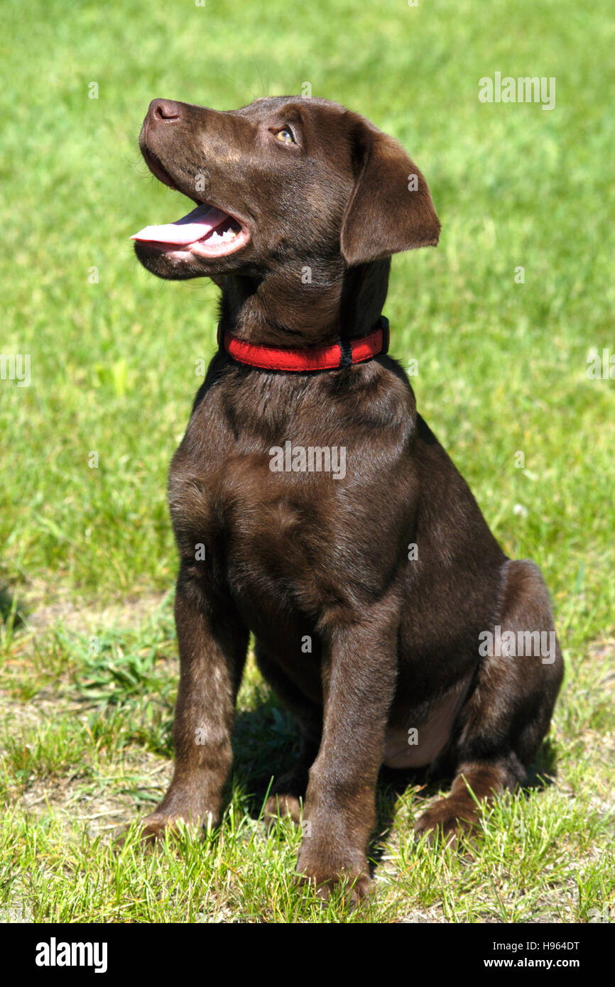 3 month old yellow lab