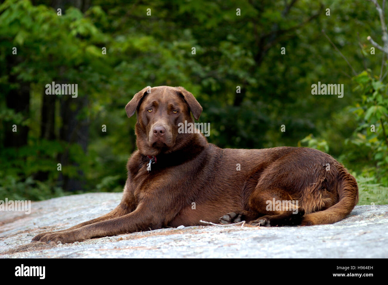 Chocolate Labrador Retriever lying down Stock Photo
