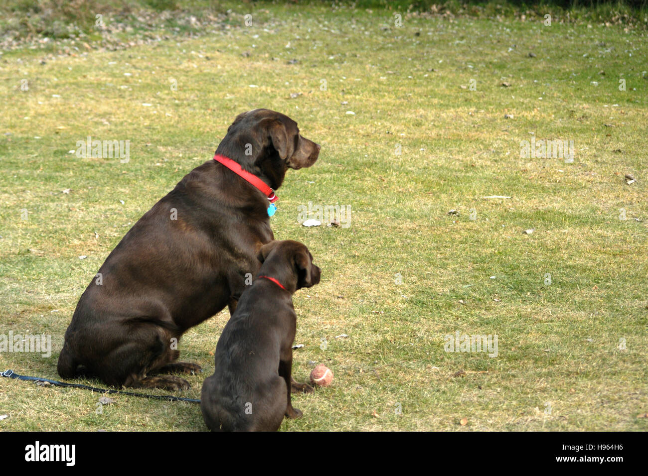 Chocolate Labrador Retriever dog and puppy Stock Photo