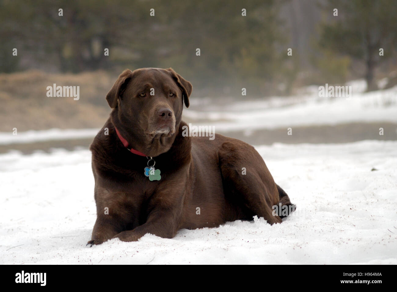 Chocolate Labrador Retriever in snow Stock Photo