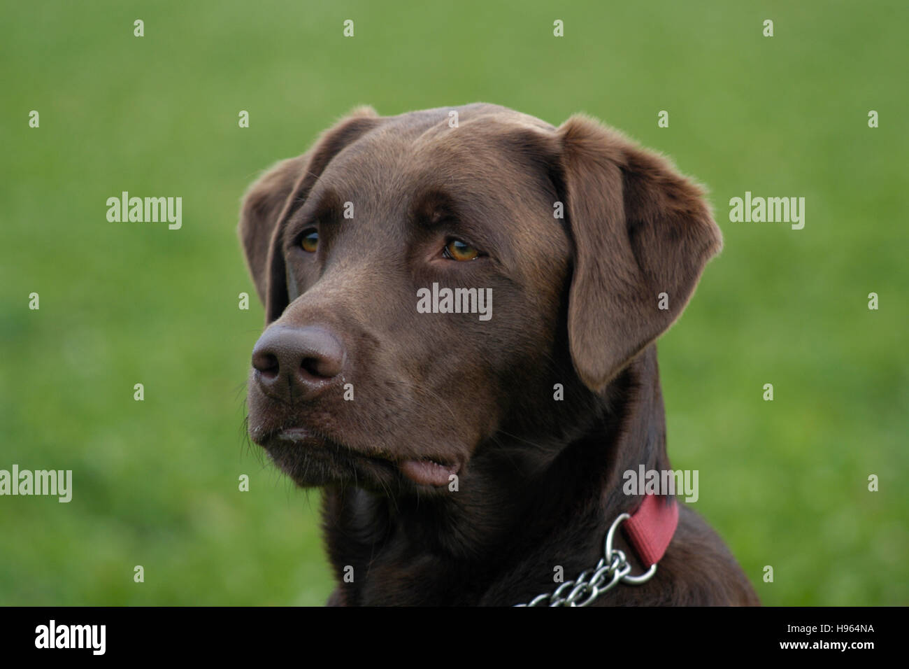 Chocolate Labrador Retriever portrait Stock Photo