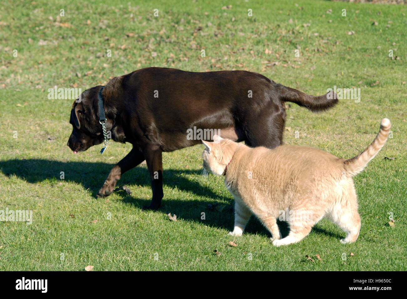 Cat and dog walking together Stock Photo