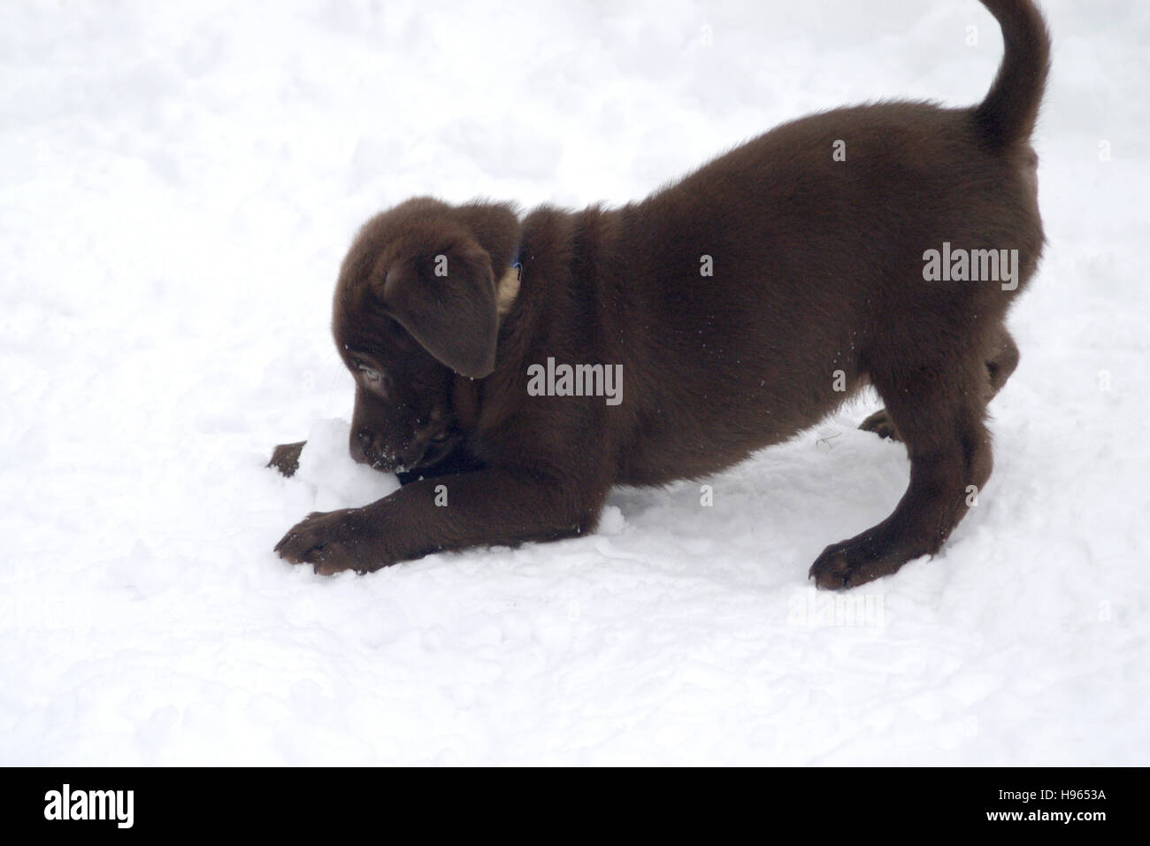 8 week old Chocolate Labrador Retriever puppy playing in snow Stock Photo