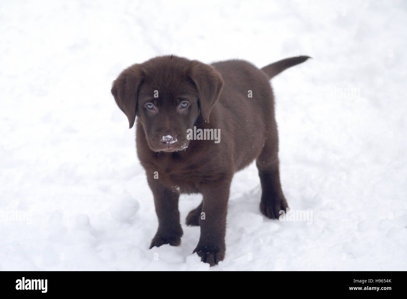 8 week old Chocolate Labrador Retriever standing in snow Stock Photo
