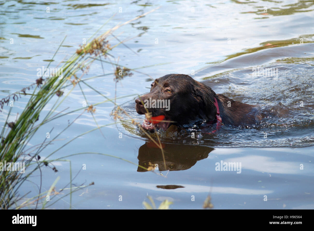 Chocolate Labrador Retriever puppy swimming Stock Photo Alamy