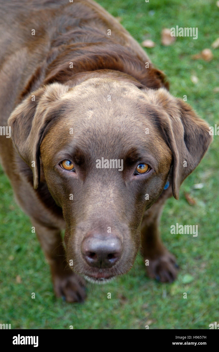 Chocolate Labrador Retriever staring Stock Photo