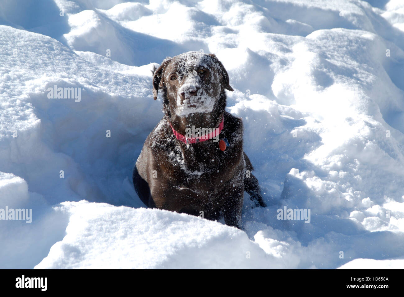 Chocolate Labrador Retriever face covered with snow Stock Photo