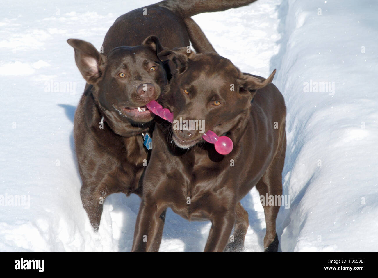 Chocolate Labrador Retriever playing in snow Stock Photo