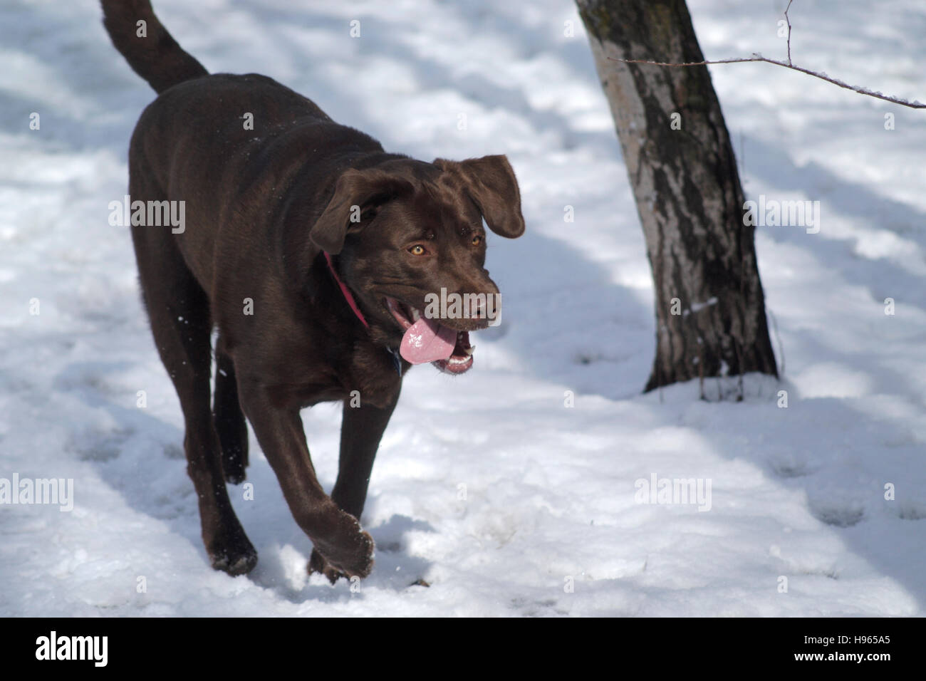 Chocolate Labrador Retriever running in snow Stock Photo