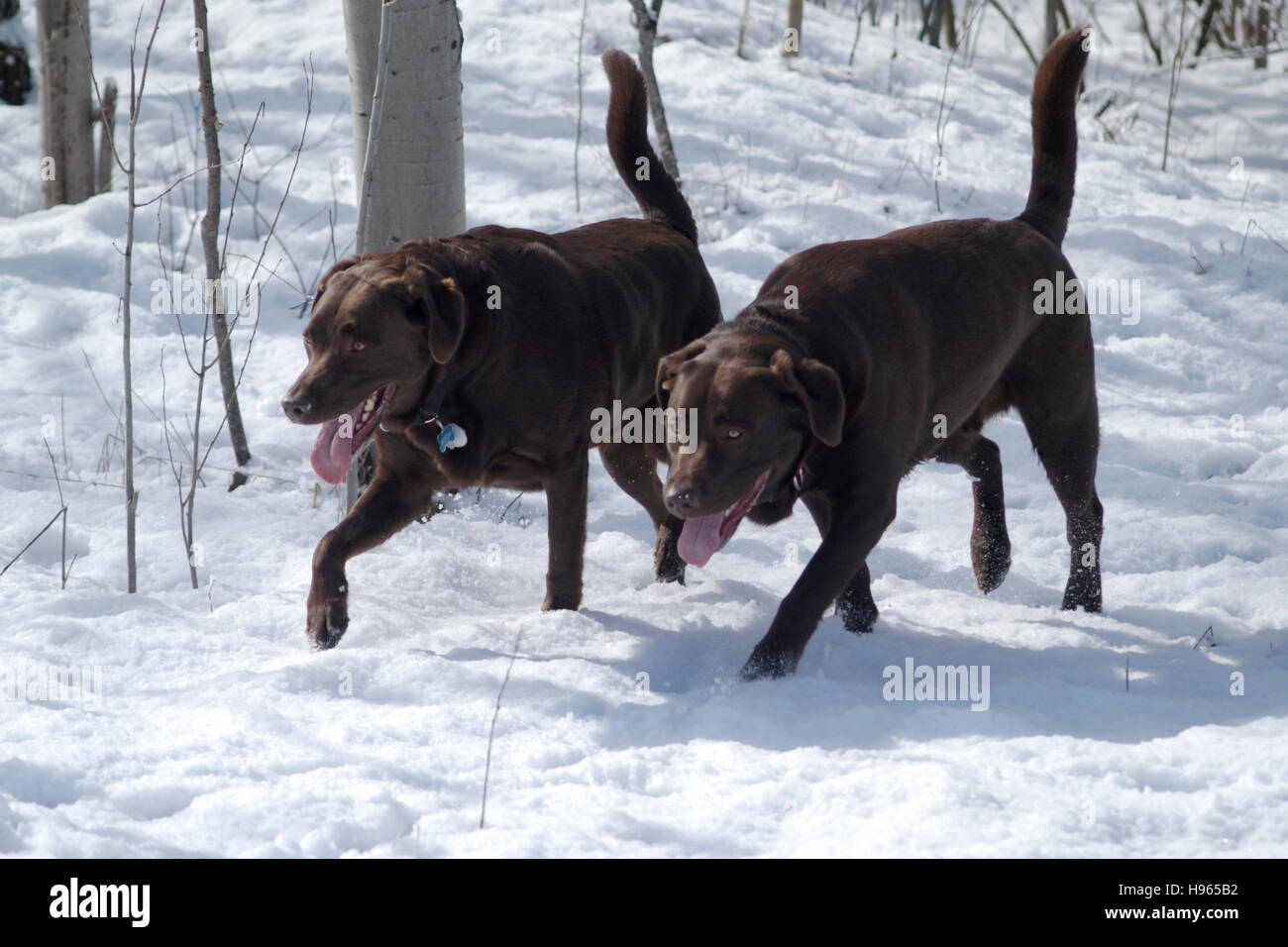 Two Chocolate Labrador Retriever in the snow Stock Photo