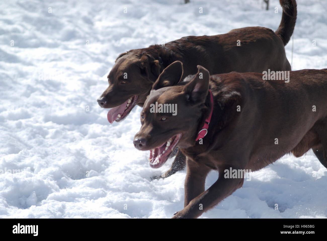 Two Chocolate Labrador Retriever in the snow Stock Photo