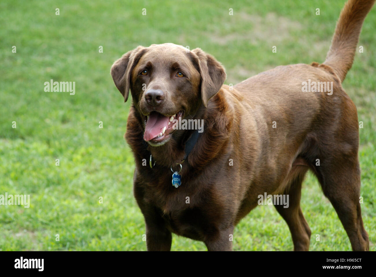 Happy chocolate sale lab