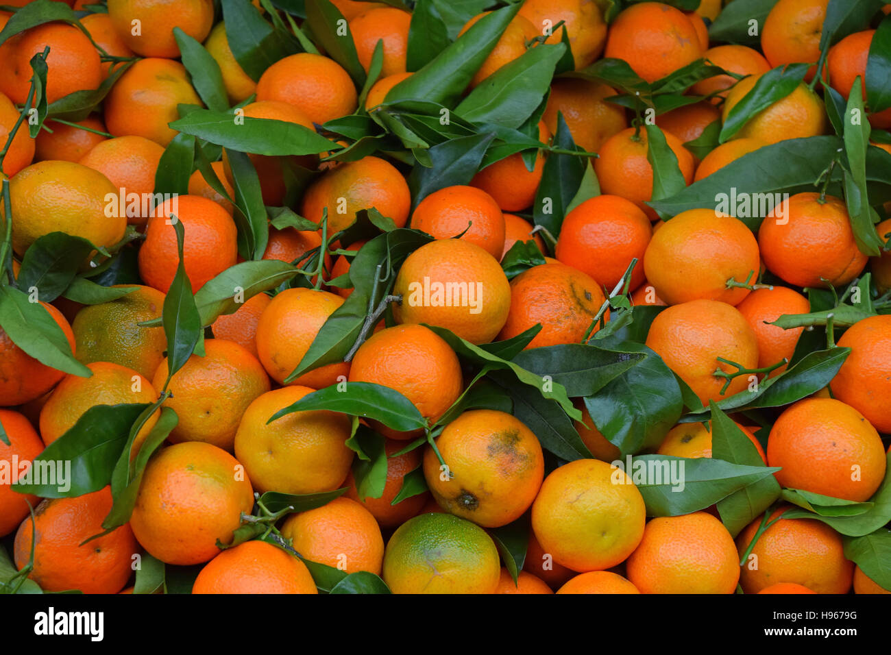 https://c8.alamy.com/comp/H9679G/fresh-ripe-mandarin-oranges-clementine-tangerine-with-green-leaves-H9679G.jpg