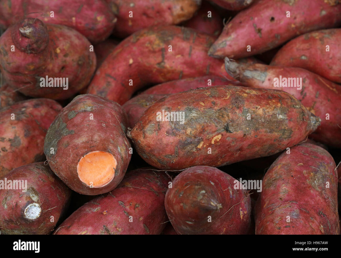 Fresh raw red sweet potato (Ipomoea batatas) roots on retail market Stock Photo