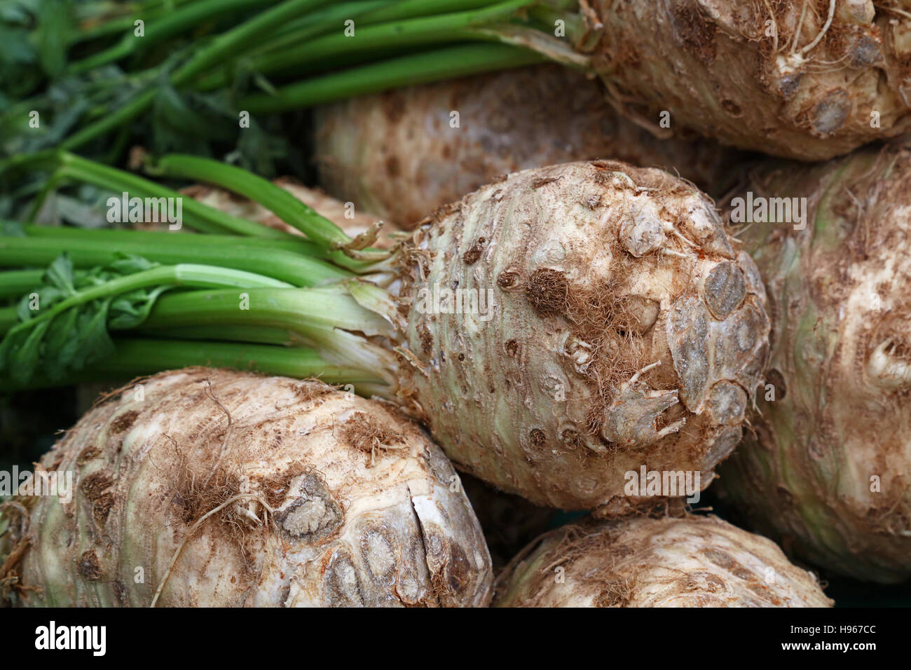 Knob turnip rooted celery with green stalk bunch on fresh food market stall, close up, low angle view, Stock Photo