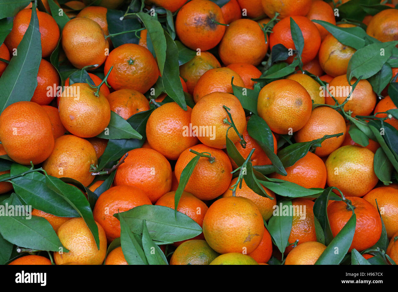 https://c8.alamy.com/comp/H967CX/fresh-ripe-mandarin-oranges-clementine-tangerine-with-green-leaves-H967CX.jpg