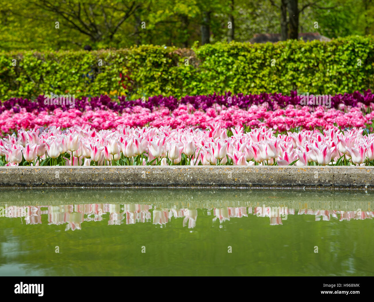 Colorful tulips in the Keukenhof garden, Holland Stock Photo - Alamy