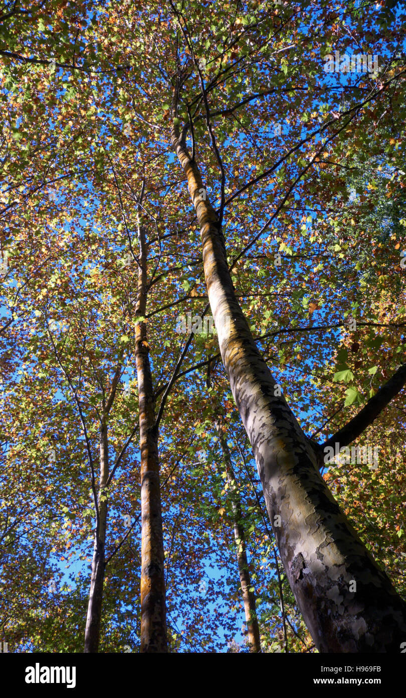Looking up to the blue sky across trees in a forest. Stock Photo
