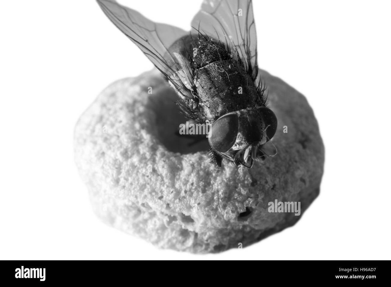 House fly on cereal Stock Photo